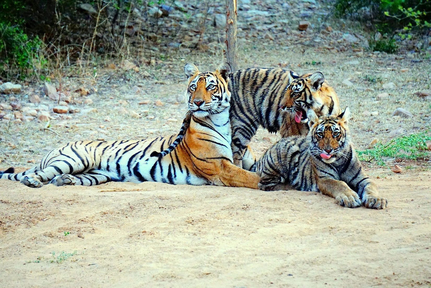 discover the wild beauty of ranthambore