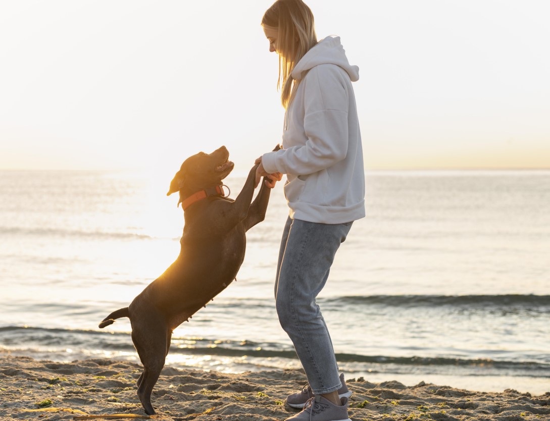 how collagen supplements for dogs support joint mobility