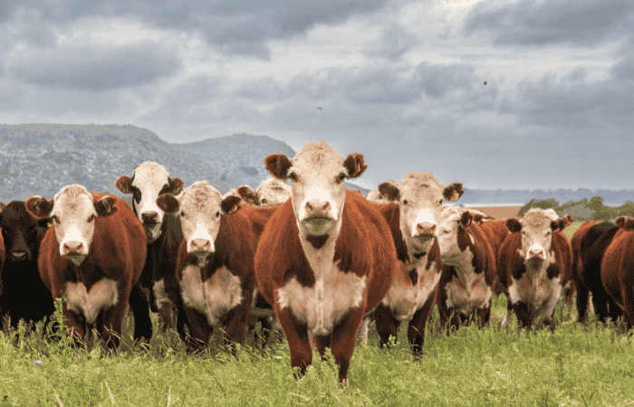 what happens if livestock don’t get enough joint support during growth?