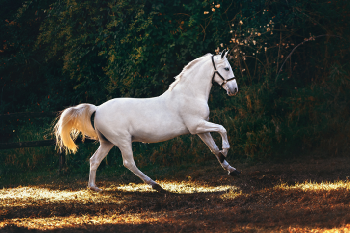 what role does manganese play in a balanced diet for horses?